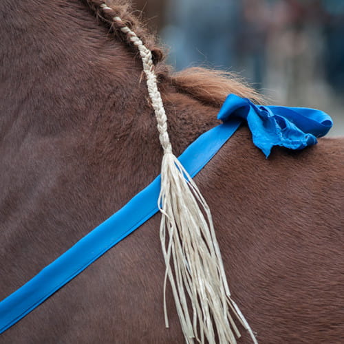 Cheval apprêté pour le concours