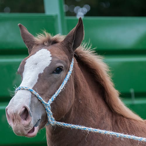 Cheval de trait breton