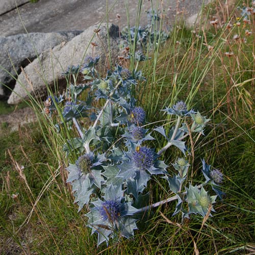 Chardons bleus au bord de la mer