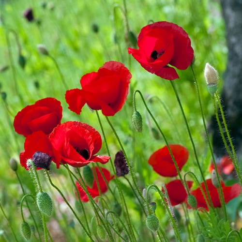 Fleurs de coquelicots