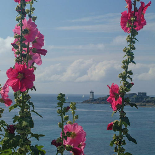 Roses trémières face à la mer