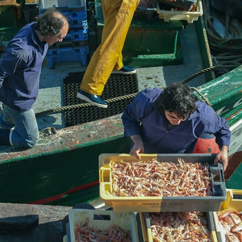 Elles sont fraîches mes langoustines !