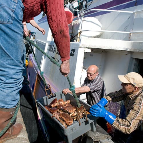 Débarquement de crabes