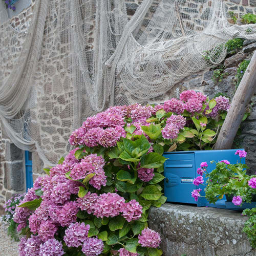 Vieilles pierres et fleurs d'hortensias