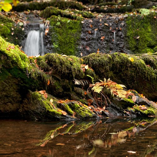 Cours d'eau en pays de Brocéliande