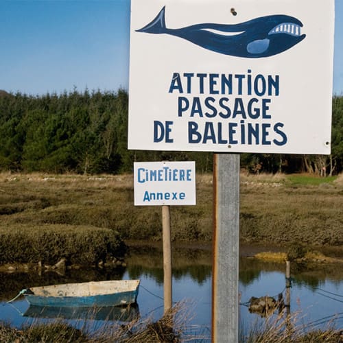 Attention, passage de baleines
