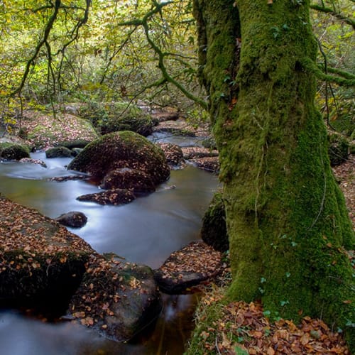 Rivière en sous-bois