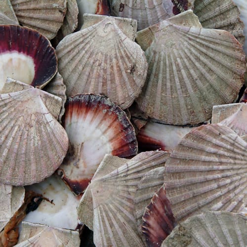 Coquilles Saint-Jacques