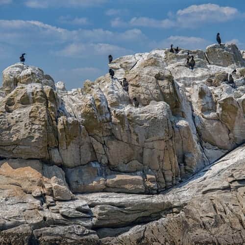 Colonies de cormorans