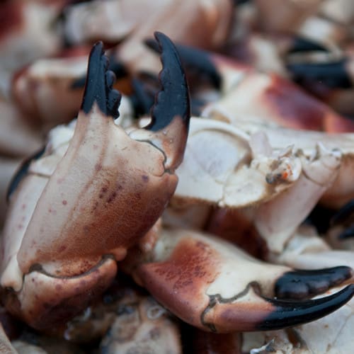 Pinces de crabes