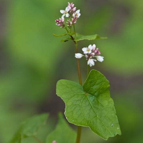 Fleurs de blé noir