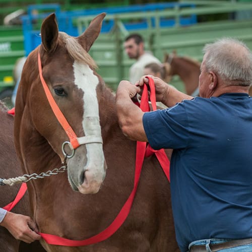 Préparation des chevaux avant le concours