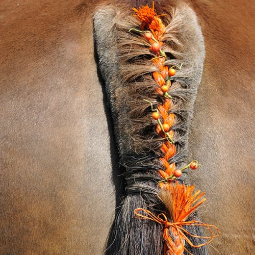 Queue de cheval tressée