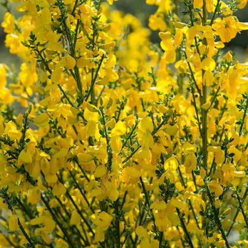 Genêt en fleurs