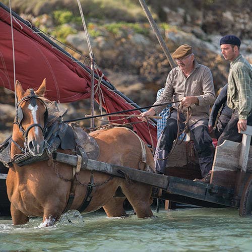 Cheval de trait dans l'eau de mer