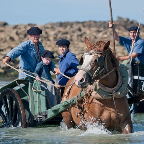 Cheval récalcitrant