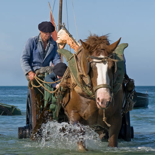 Chevaux dans l'eau jusqu'au poitrail