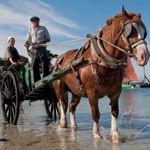 Cheval de trait remontant sur la grève