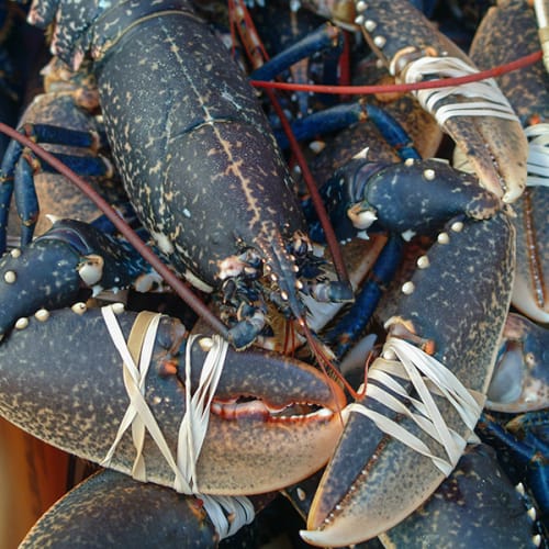 Homards ligaturés