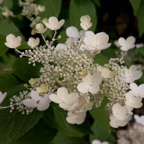 Hortensia à fleurs blanches