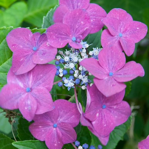 Hortensias en fleurs