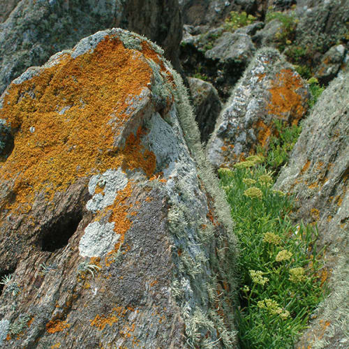 Lichens jaunes