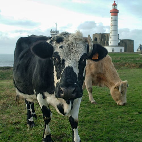 Vaches bretonnes