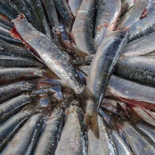 Sardines fraîches