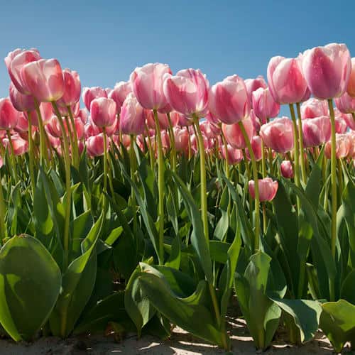 Champs de tulipes roses