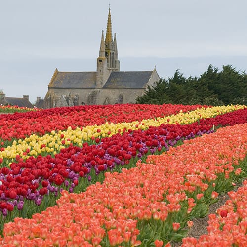 Champ de tulipes breton