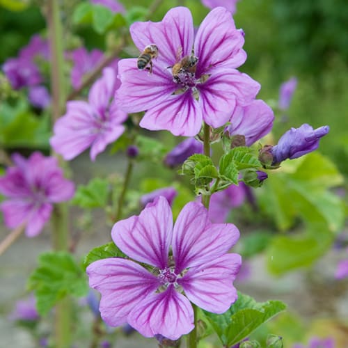 Fleurs de mauve